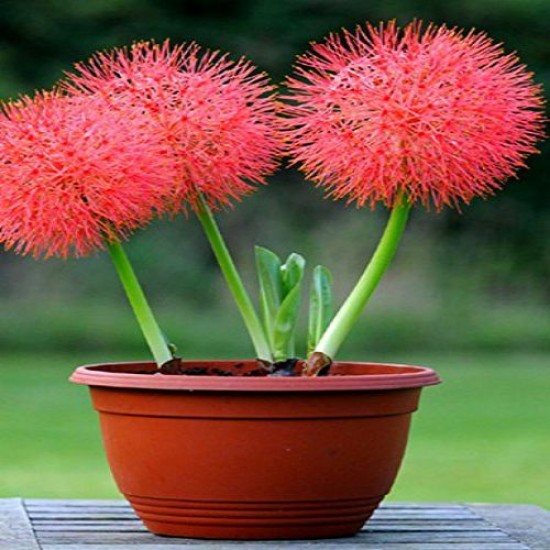 Football Lily Flowering Bulb 1Pcs - Buy Online